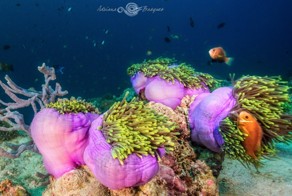 Морские красоты