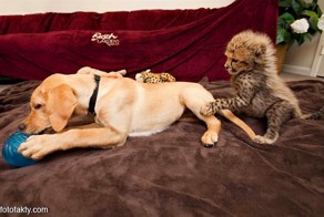 О дружбе гепардов и собак