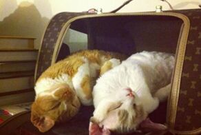 Фото прикол