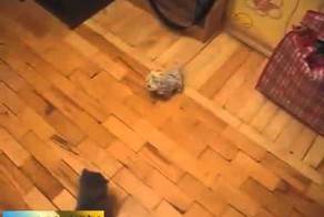 Котенок каратист