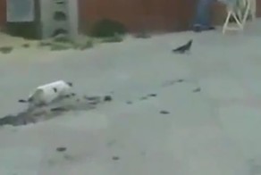 Когда добыча уходит из-под носа