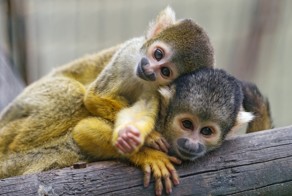 Симпатичные и забавные животные