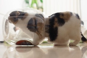 Удивительные приключения трехлитрового кота