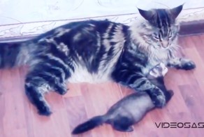 Боевой хорек vs мейн-кун