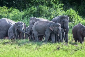 Дикие слоны напали на автомобили в национальном парке в Тайланде