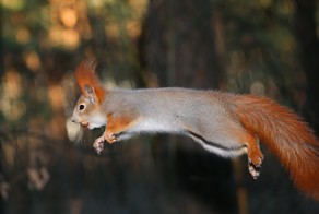 Задорные белки!