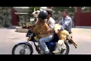 Баранов повезли