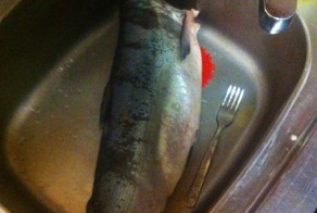 Инструкции по рыбе