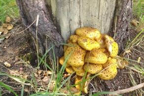 Красивых грибов пост 