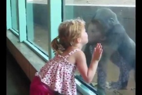 Жена говорит львы так играются, а я думаю что хищник есть хищник!