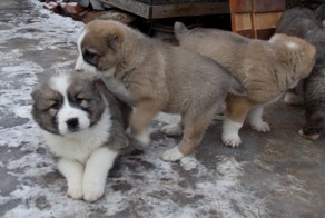 Нападение варежек-убийц