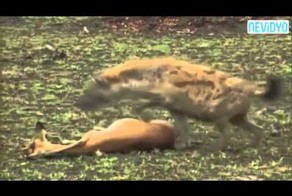 Преждевременный праздник!