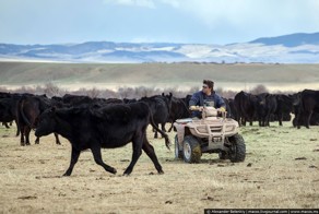 Последние ковбои Америки