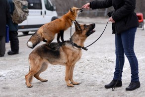 В квартире у жительницы Новосибирска прижилась лиса