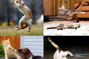 Коты - спортсмены