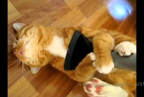 Коты и пылесосы подборки