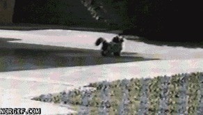 Gif&#039;ы с неожиданной концовкой