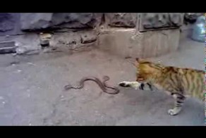 Бесстрашный кот против змеи
