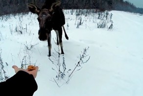 Неожиданная встреча с лосем