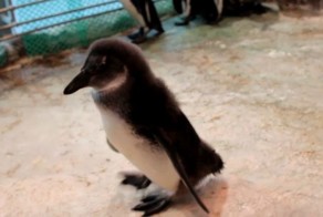 Пингвинёнок Чуди из красноярского зоопарка знакомится с сородичами