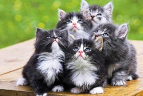 Мифы о котах