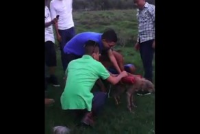 Подростки зверски убили собаку с помощью фейерверков