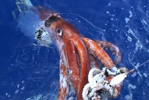 18 самых крупных обитателей океана