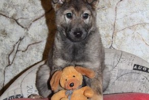 Щенки ищут дом