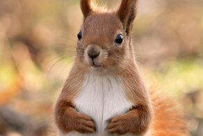 Отнесла она белку домой