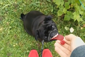 Лучший позитив и приколы 2015!