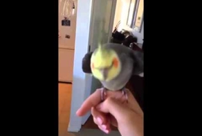 Попугай поёт дабстеп 