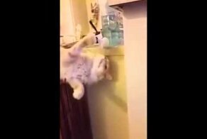 А котик смышленный