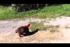 Пёс помогает кошке