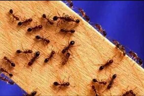 Можно ли разводить муравьев дома? 