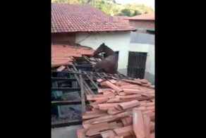 Лошадь подумала, что она кошка