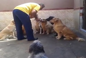 Дисциплинированные собаки