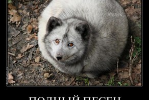 Последние новости АТО: российская армия бежит из-под Луганска