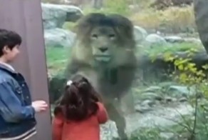 Дети и лев за стеклом в зоопарке