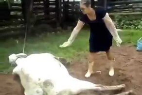 Дура пыталась потрогать спящию корову 