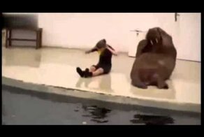 Морж Рокки качает пресс