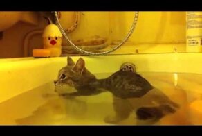 Ему не объяснили, что он кот