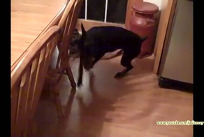 Веселые собаки