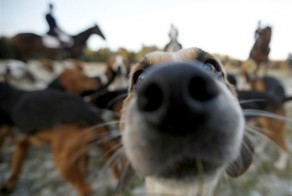 Пикантный фотоприкол