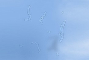 Несколько ответов на " Почему"