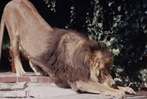 Мирное сосуществование: Типпи Хедрен и ее лев