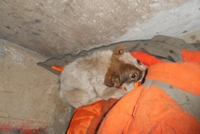 Пес спас щенка, выброшенного на помойку