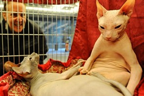 А у вашей кошки есть кошка?