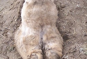 А вот и верблюжьи лапки!