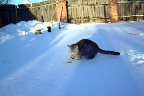 Как нужно выгуливать кота зимой