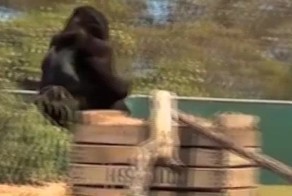 Горилла на велосипеде